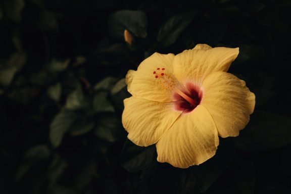 Close-up of a vibrant yellow hibiscus flower in full bloom.
